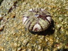 Astropyga pulvinata