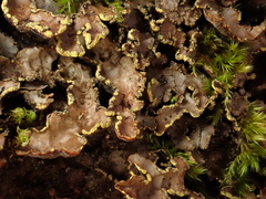 Pseudocyphellaria