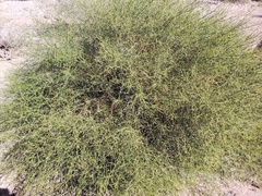Ambrosia salsola