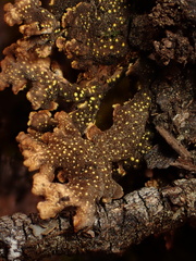 Pseudocyphellaria