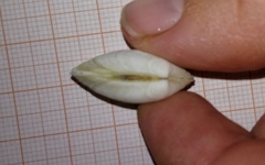 Ruditapes philippinarum