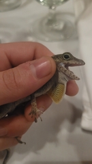 Anolis cristatellus