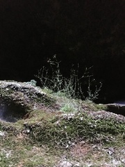 Mononeuria cumberlandensis