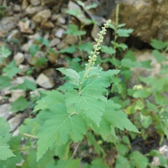 Ambrosia cordifolia