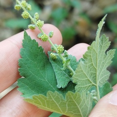 Ambrosia cordifolia