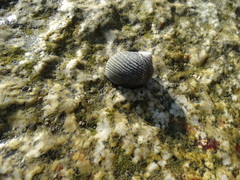 Nerita scabricosta