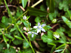 Swertia macrosperma