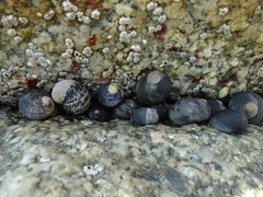 Nerita scabricosta