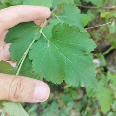 Ambrosia cordifolia