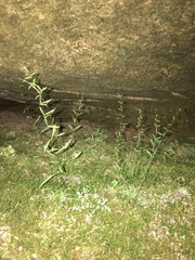 Mononeuria cumberlandensis