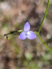 Wahlenbergia gracilenta