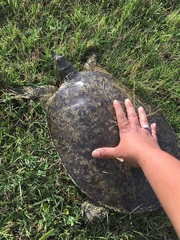 Apalone spinifera pallida