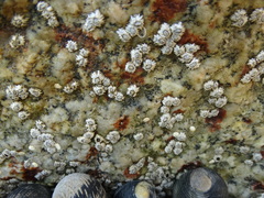 Chthamalus hedgecocki