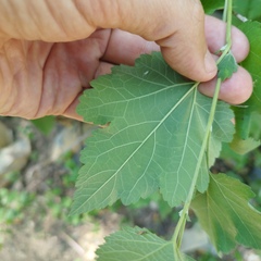 Ambrosia cordifolia