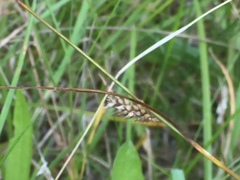 Carex remota