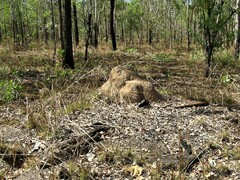 Nasutitermes triodiae