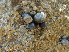 Nerita scabricosta