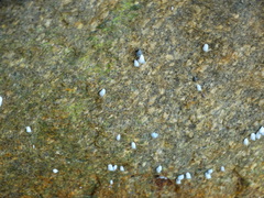 Echinolittorina modesta