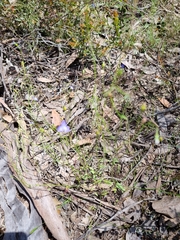 Wahlenbergia gracilenta