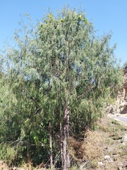 Sabina