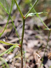 Wahlenbergia gracilenta