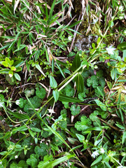Swertia macrosperma