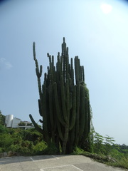Pachycereus weberi