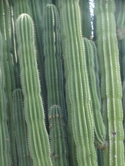 Pachycereus weberi