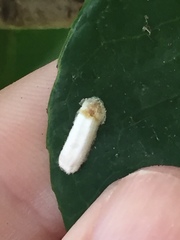 Pulvinaria camelicola