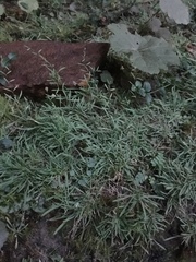 Mononeuria cumberlandensis