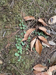 Dichondra carolinensis