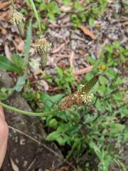 Plantago lanceolata