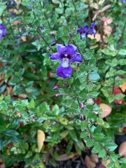 Torenia fournieri