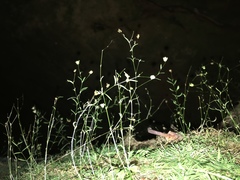 Mononeuria cumberlandensis