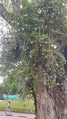 Dendrobium crumenatum