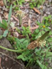 Plantago lanceolata