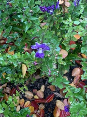 Torenia fournieri