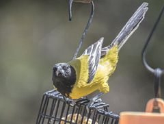 Icterus graduacauda