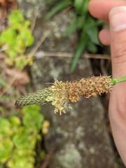 Plantago lanceolata