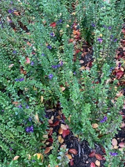 Torenia fournieri