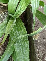 Plantago lanceolata