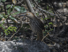 Toxostoma longirostre