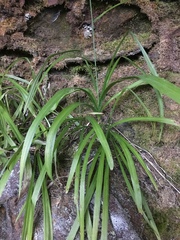 Stenanthium diffusum