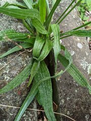 Plantago lanceolata