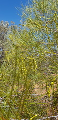 Acacia jibberdingensis