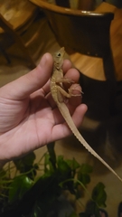 Anolis oculatus