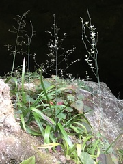 Stenanthium diffusum