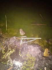 Rhinella arenarum