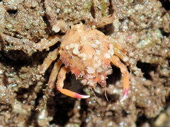 Schizophrys rufescens