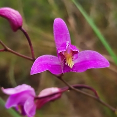 Bletia purpurea